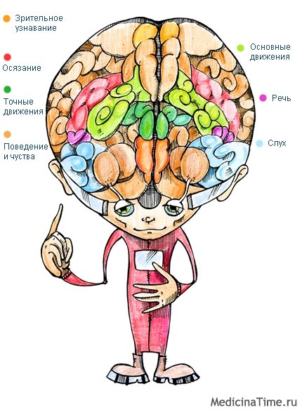 Мозг человека для детей в картинках